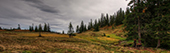 Forest.png